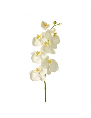 Kwiat Phalaenopsis 85 biały Fiore