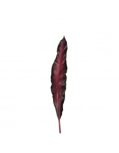 Liść 75 dark red Fiore