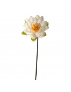 Kwiat lilia wodna 75 Fiore