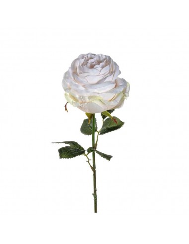 Kwiat Róża 67 kremowy Poesia