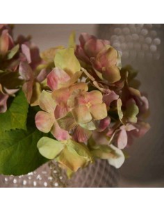 Kwiat Hortensia 18 różowy Poesia 2