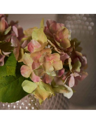 Kwiat Hortensia 18 różowy Poesia